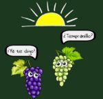 Tempranillo - Imagen 2